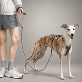 Sighthound Verstellbares Hundegeschirr — Verschiebbare Rückenverstellung