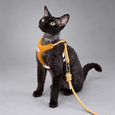 Black cat seated in a mustard yellow Y-shaped harness with the matching rope leash attached.