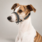 Cabestro para perros Valley Gentle-Control