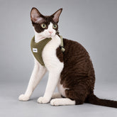 Brown and white cat seated in an olive green Y-shaped padded cat harness.