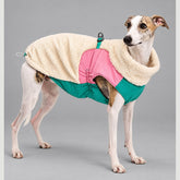 Dog wearing the Cream Beige Alpine colorblock sherpa jacket, standing in side view.