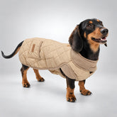Dachshund wearing the NEKOAN quilted winter coat in Beige