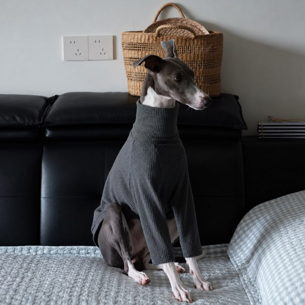 Italian Greyhound seated on a sofa in a charcoal gray turtleneck with long sleeves.