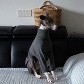 Italian Greyhound seated on a sofa in a charcoal gray turtleneck with long sleeves.