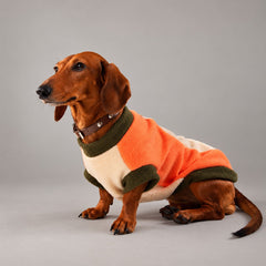 Dog wearing the Orange colorblock fleece-lined sweatshirt, seated in side view.
