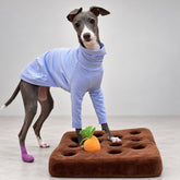 Italian Greyhound in the lavender long-sleeve shirt standing beside a carrot-shaped play mat.