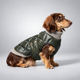 Dachshund wearing the deep olive quilted faux leather dog vest with a contrasting ribbed collar.