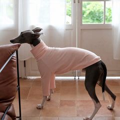 Side view of an Italian Greyhound in a light pink ribbed turtleneck beside a window.