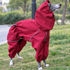 Italian Greyhound outdoors wearing the burgundy hooded sighthound rain suit with gathered cuffs.