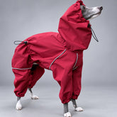 Side view of an Italian Greyhound in the burgundy four-leg hooded rain suit, showing the leg coverage and contrast piping.