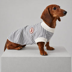 Dog wearing the Gray striped shirt, seated in side view.