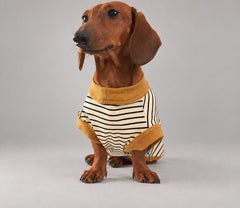 Dog wearing the Mustard striped shirt, seated facing the camera.