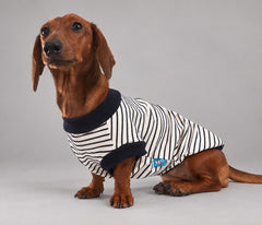 Dog wearing the Navy striped shirt, seated in side view.