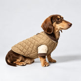 Dachshund wearing the tan quilted dog vest over a cream cotton T-shirt, shown from the side.