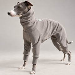 Italian Greyhound standing in a taupe thermal sighthound onesie, showing its high neck and four-leg coverage.