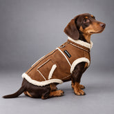 Dachshund wearing the Camel Brown / Ivory faux suede coat with sherpa-style trim, seated in side view.