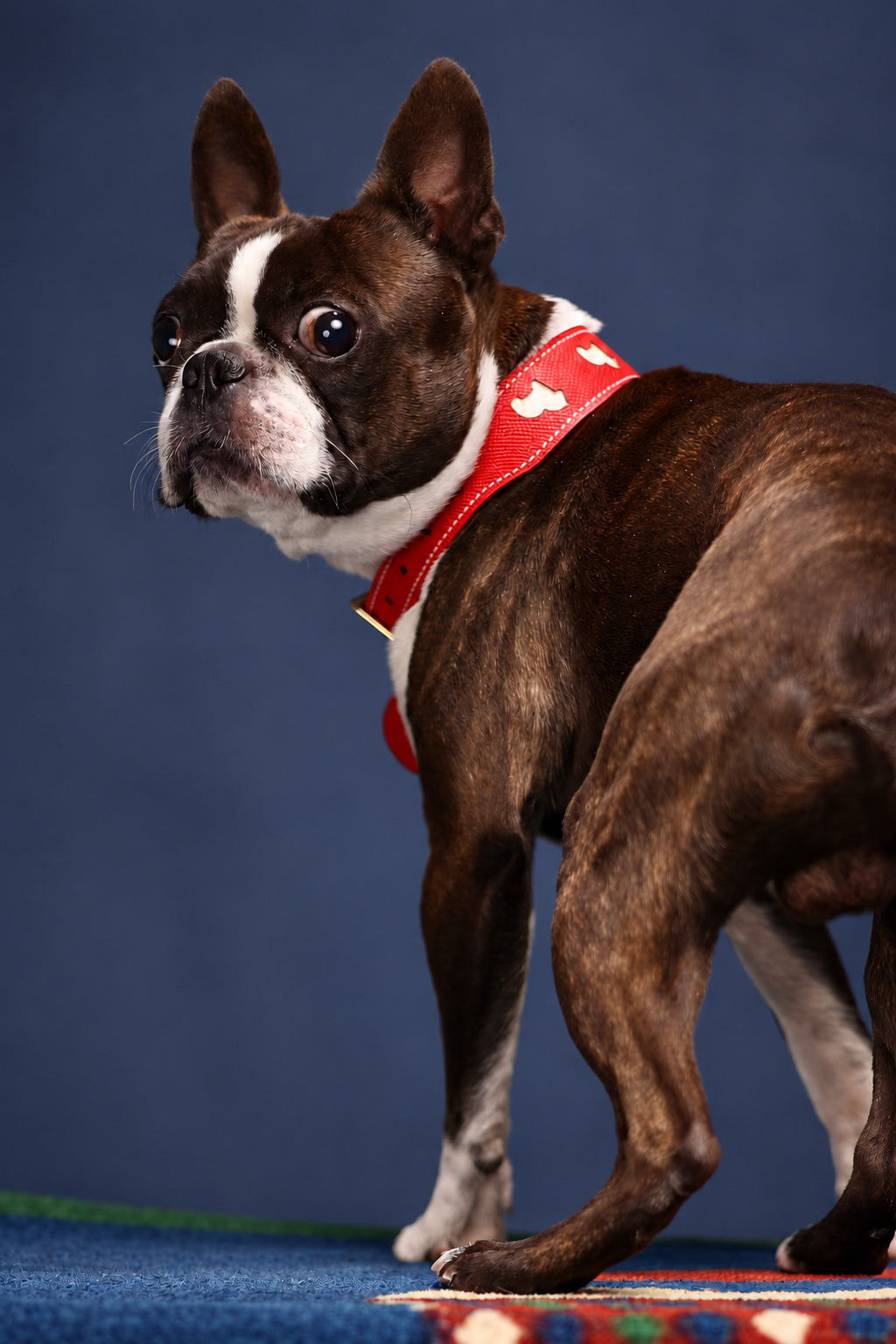 Gestromter Hund mit weißer Zeichnung und rotem Halsband vor blaugrauem Studiohintergrund.