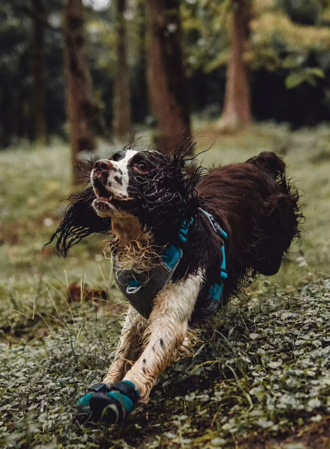 Hund mit türkisfarbenem Geschirr läuft durch einen Wald.