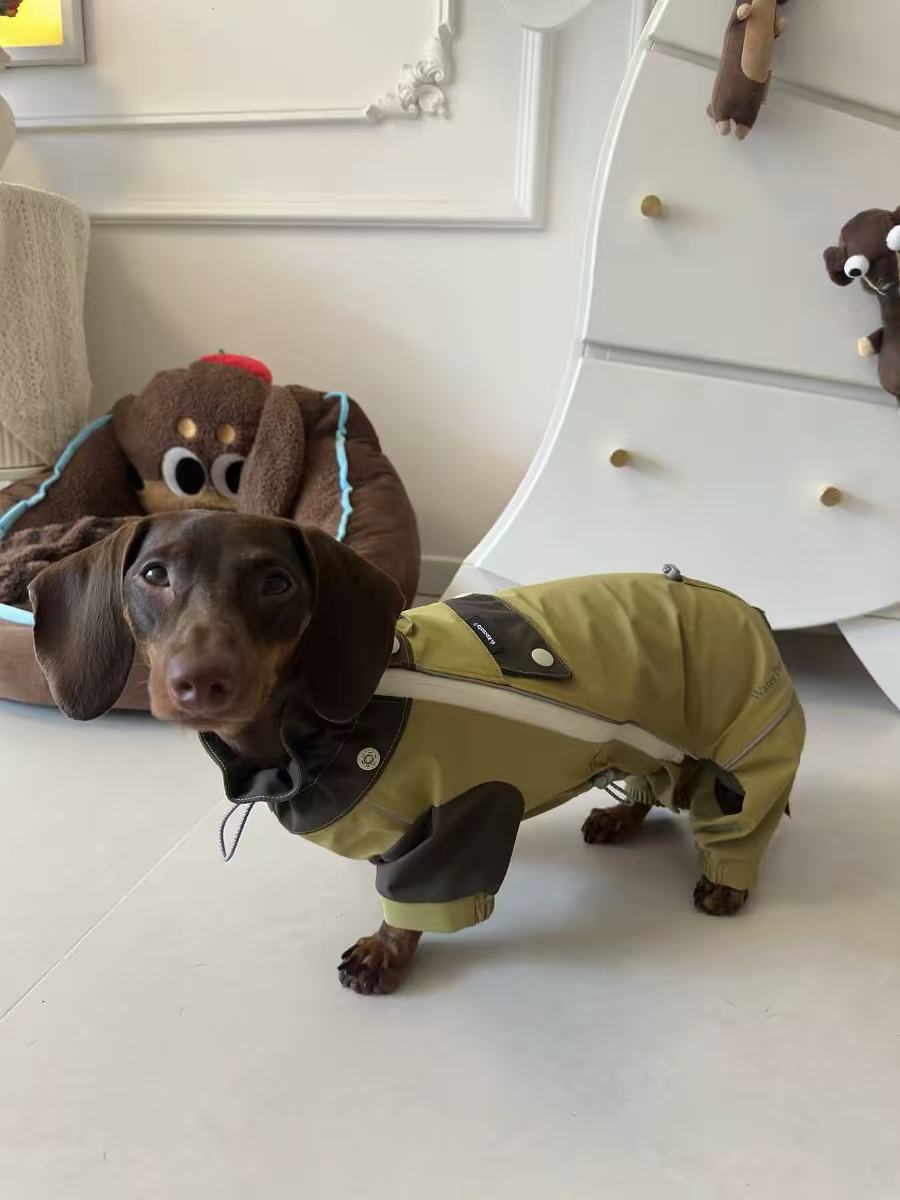 Smooth-haired dachshund wearing an olive four-leg rain suit indoors