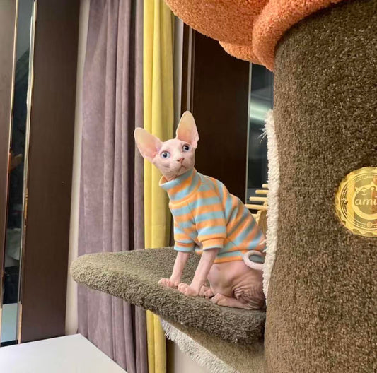Sphynx cat wearing a blue and orange striped shirt on a cat tree