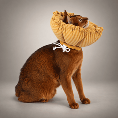 Soft Flower Recovery Cone Collar for Cats
