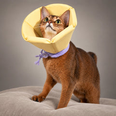 Extended-Depth Soft Recovery Cone for Cats & Small Dogs