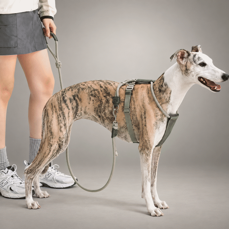 Sighthound Escape-Resistant Leather Rope Dog Harness & Leash Set