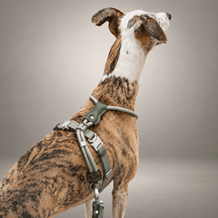 Sighthound Escape-Resistant Leather Rope Dog Harness & Leash Set