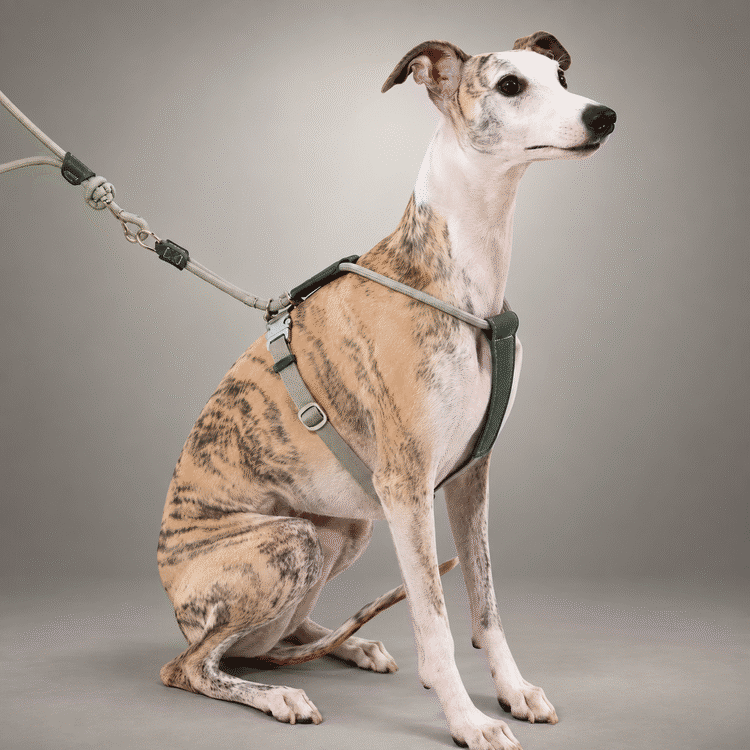Sighthound Escape-Resistant Leather Rope Dog Harness & Leash Set