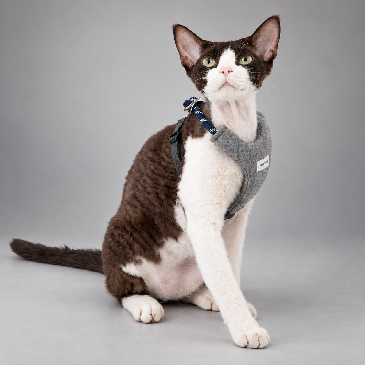 Arnés y Correa para Gatos Colorblock AirLite