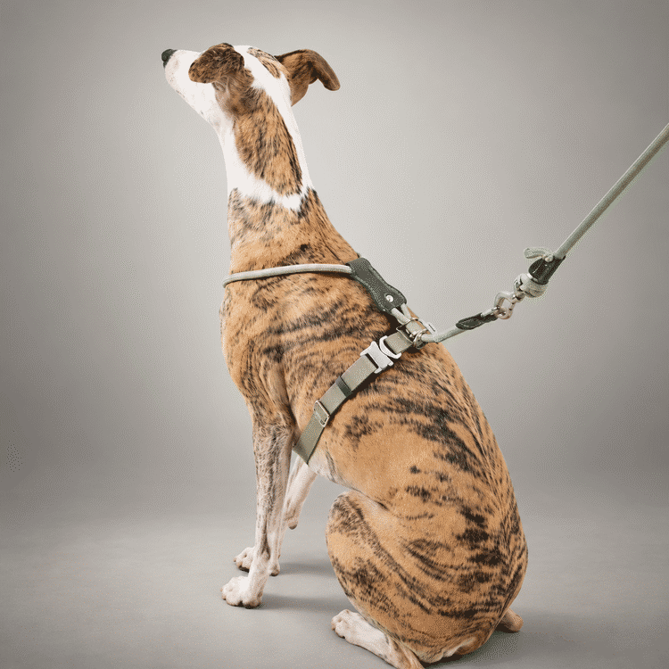 Sighthound Escape-Resistant Leather Rope Dog Harness & Leash Set