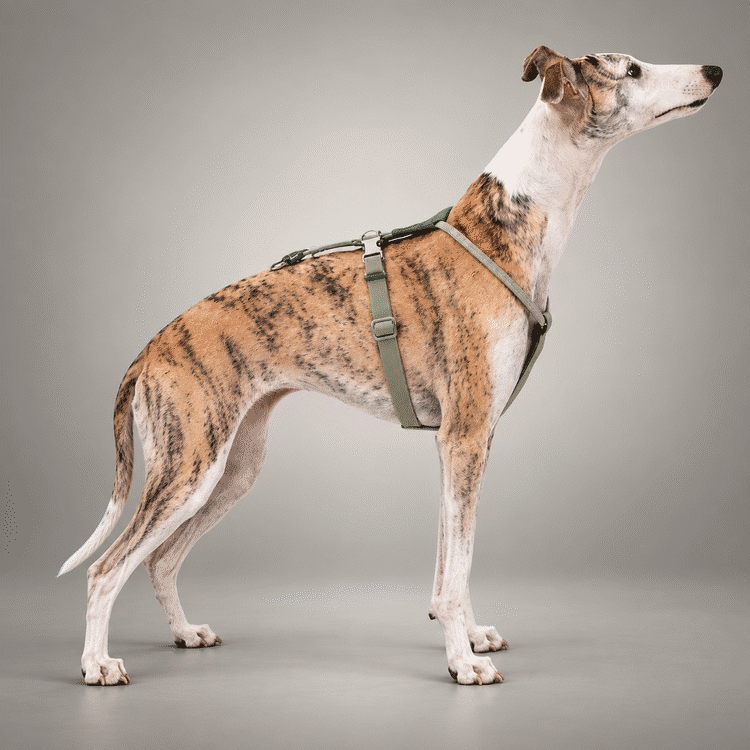 Sighthound Escape-Resistant Leather Rope Dog Harness & Leash Set