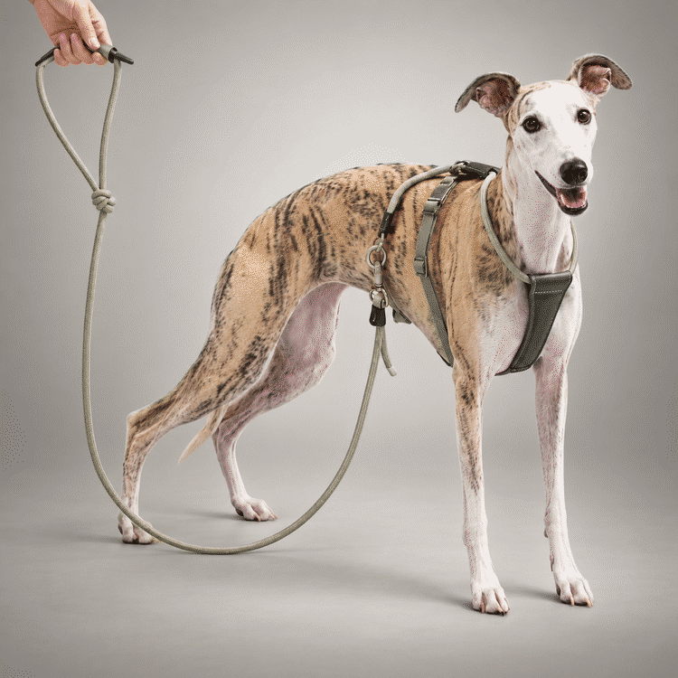 Sighthound Escape-Resistant Leather Rope Dog Harness & Leash Set