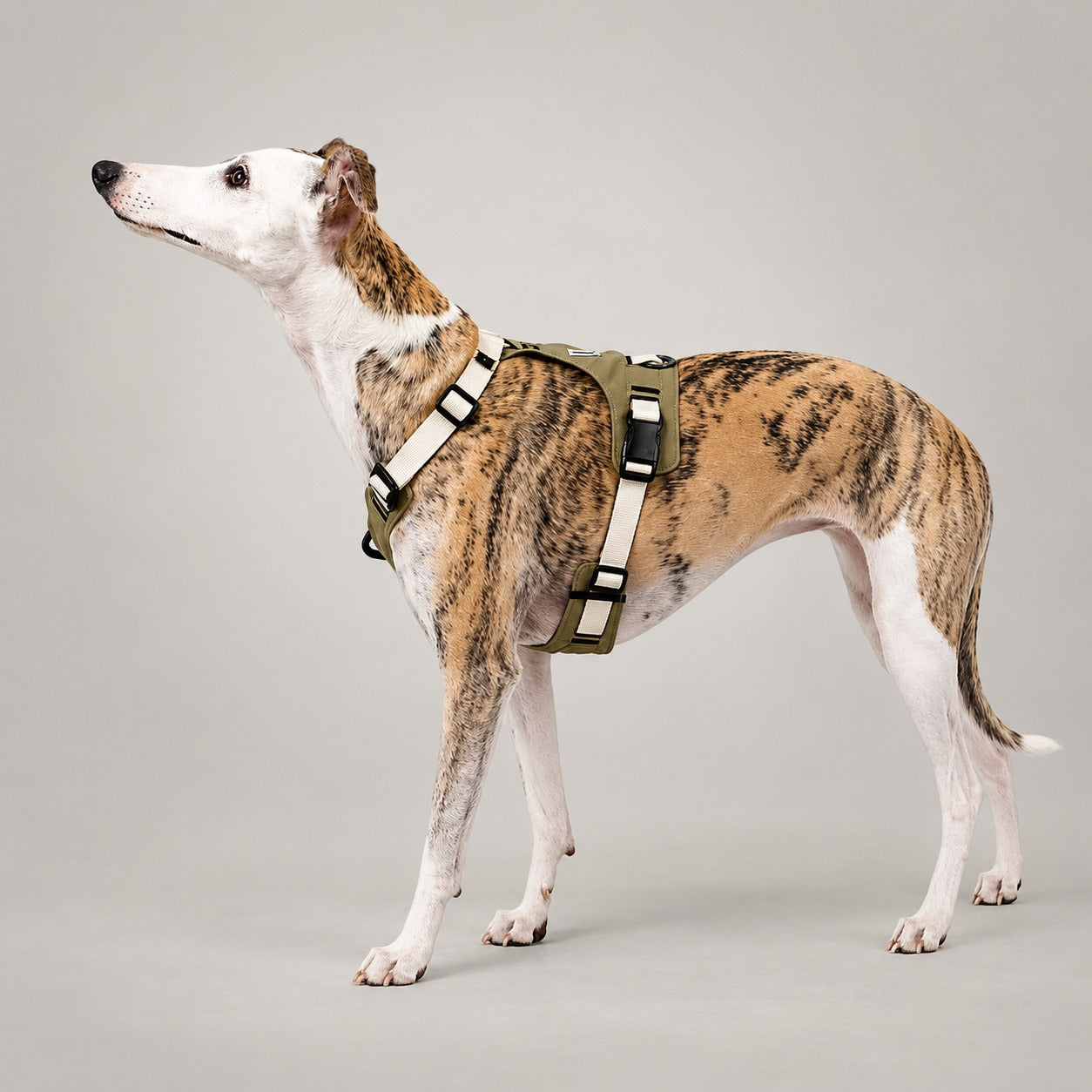 Everyday Control Pressure-Relief Dog Harness