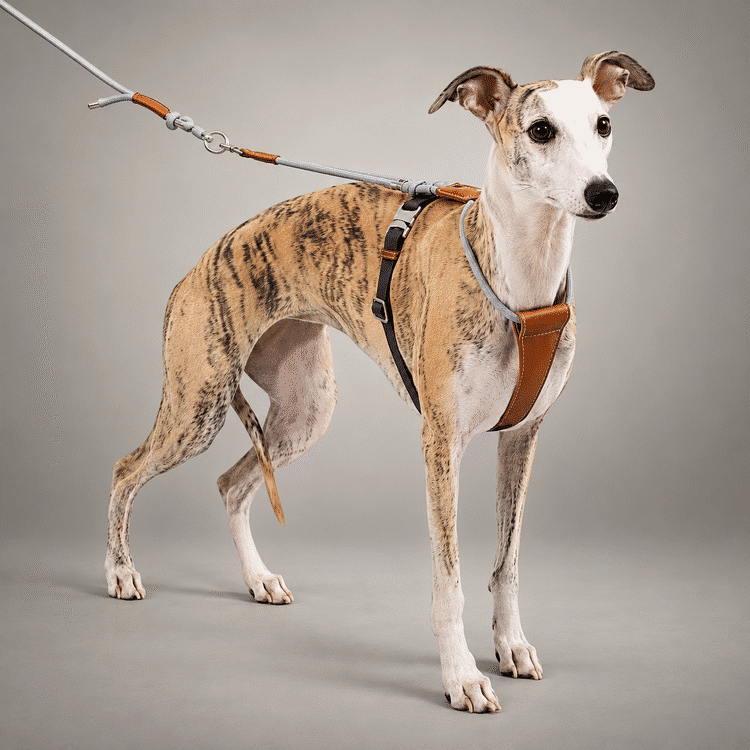 Sighthound Escape-Resistant Leather Rope Dog Harness & Leash Set