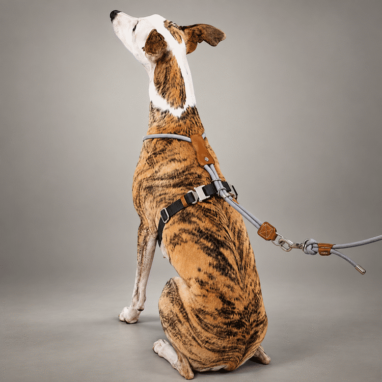 Sighthound Escape-Resistant Leather Rope Dog Harness & Leash Set