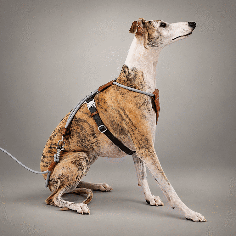 Sighthound Escape-Resistant Leather Rope Dog Harness & Leash Set