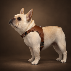 Atelier Sage Made-to-Order Leather Dog Harness