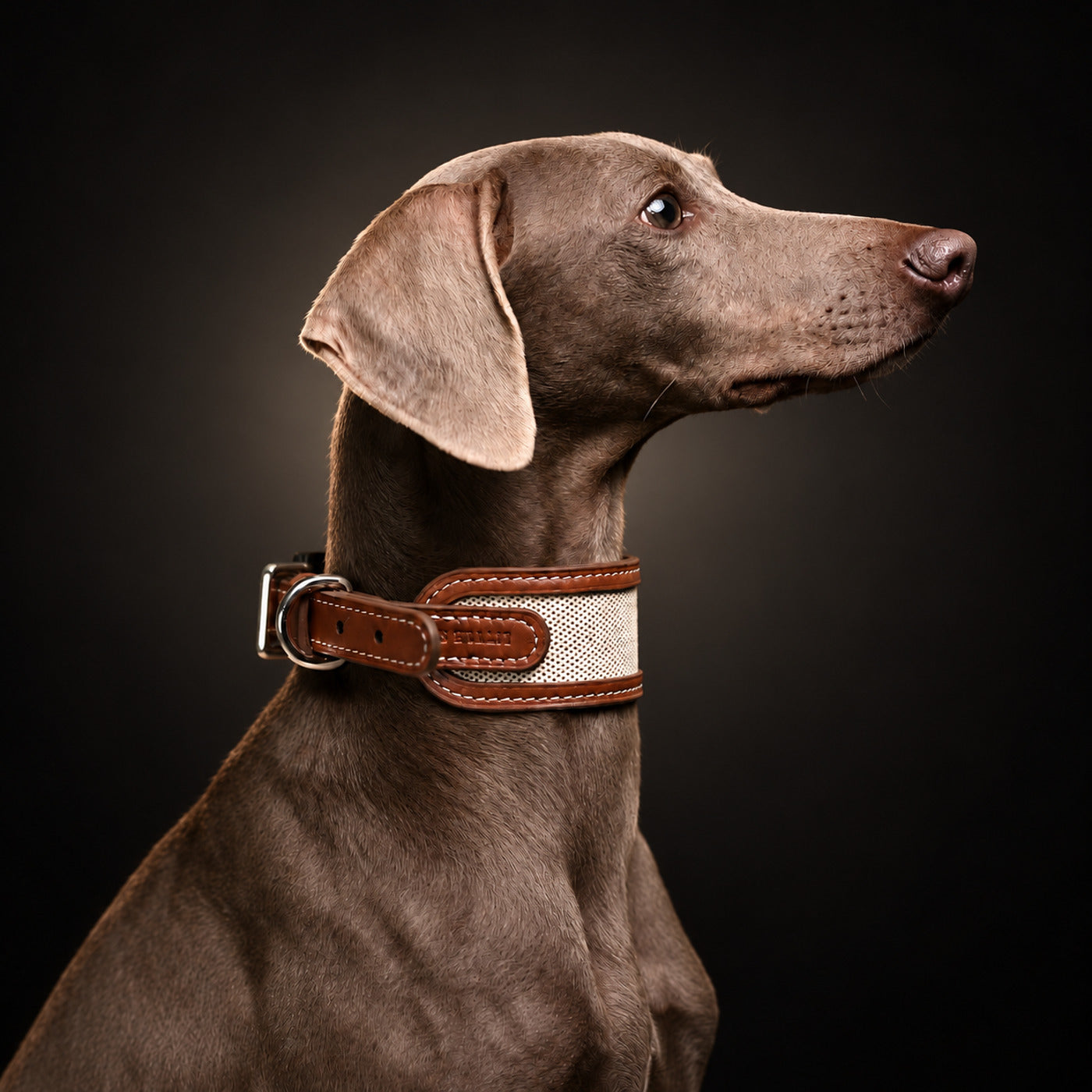 SAGE ÉTOUPE Handcrafted Dog Collar & Leash