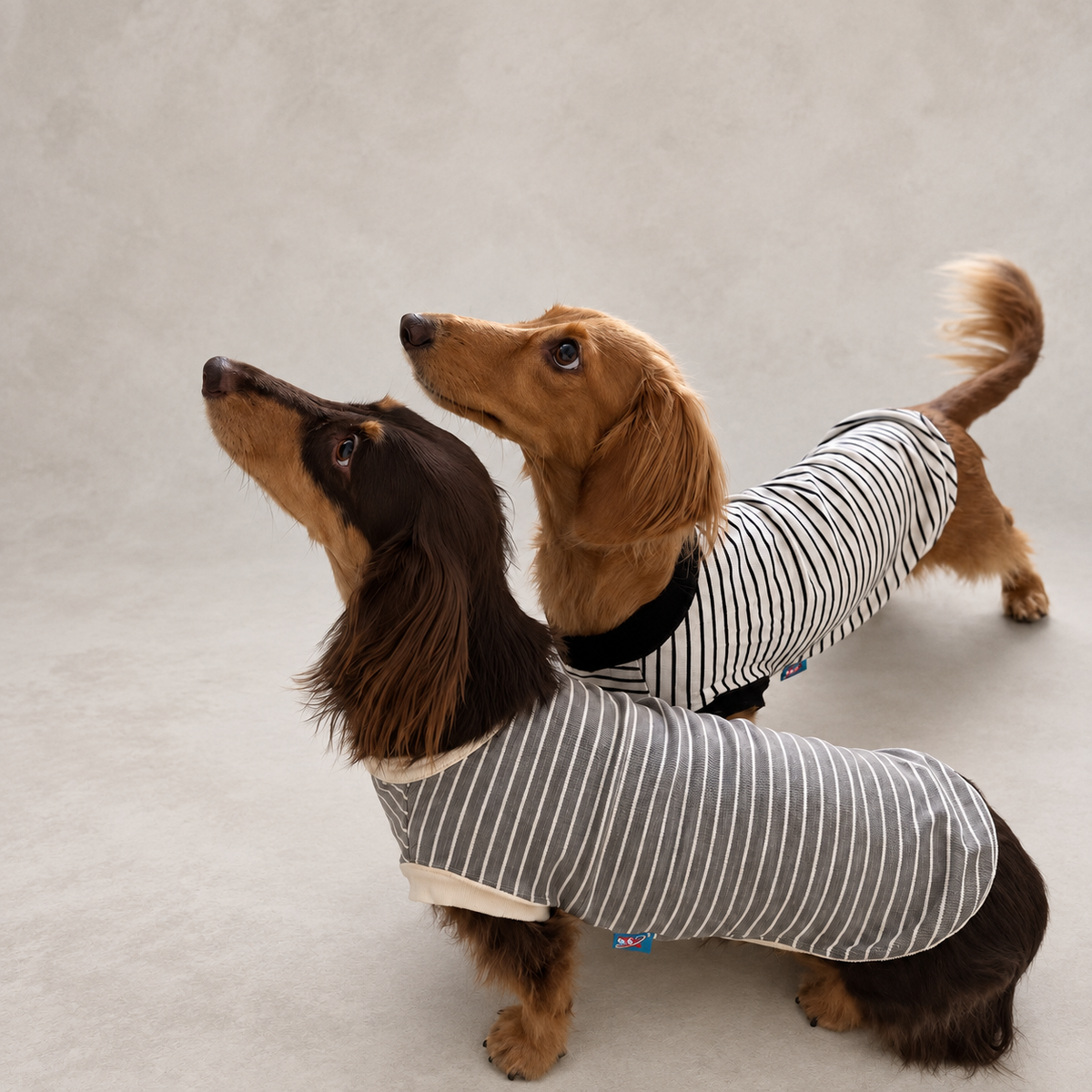 Two dachshunds wearing striped clothing.