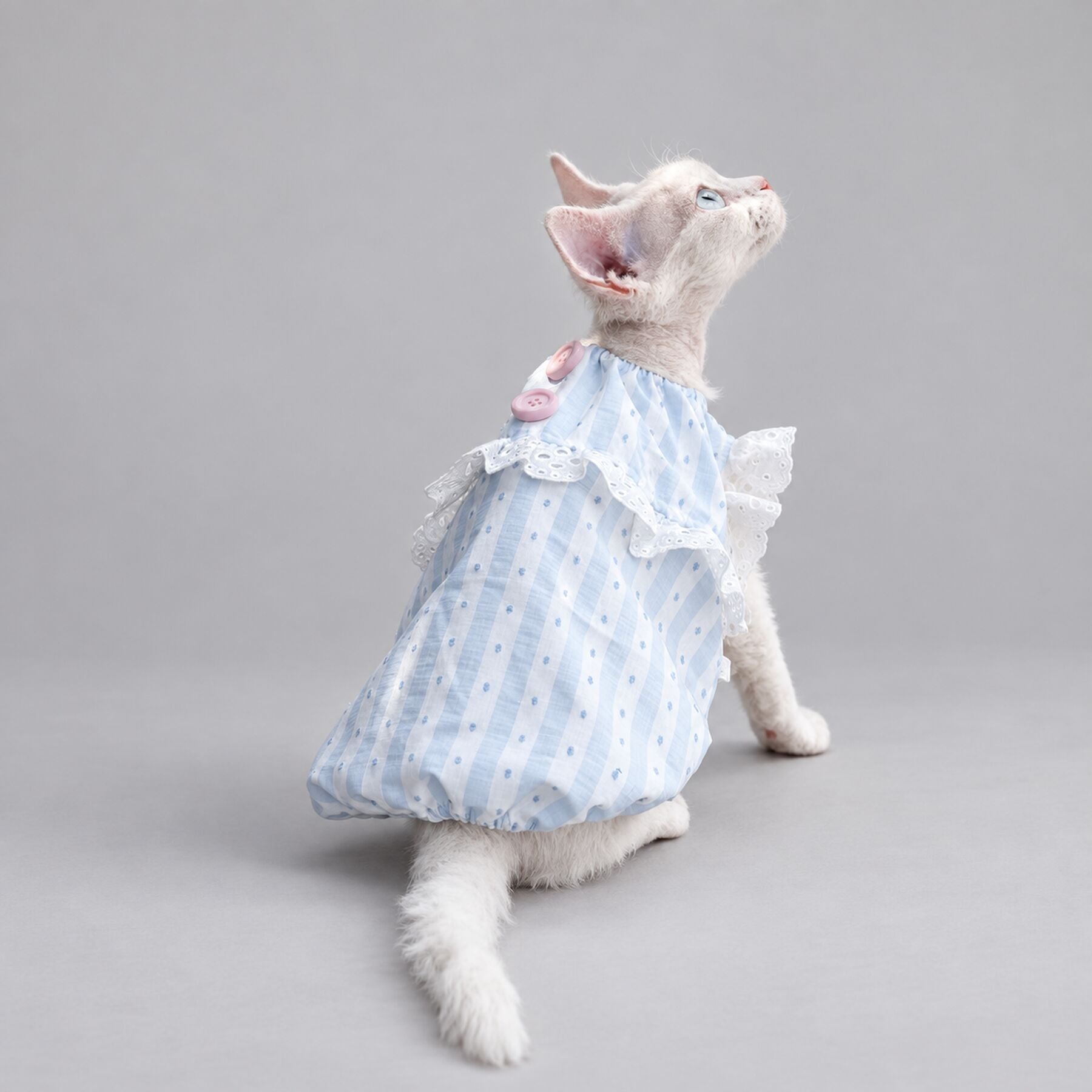 Light Blue Lace Cat Dress