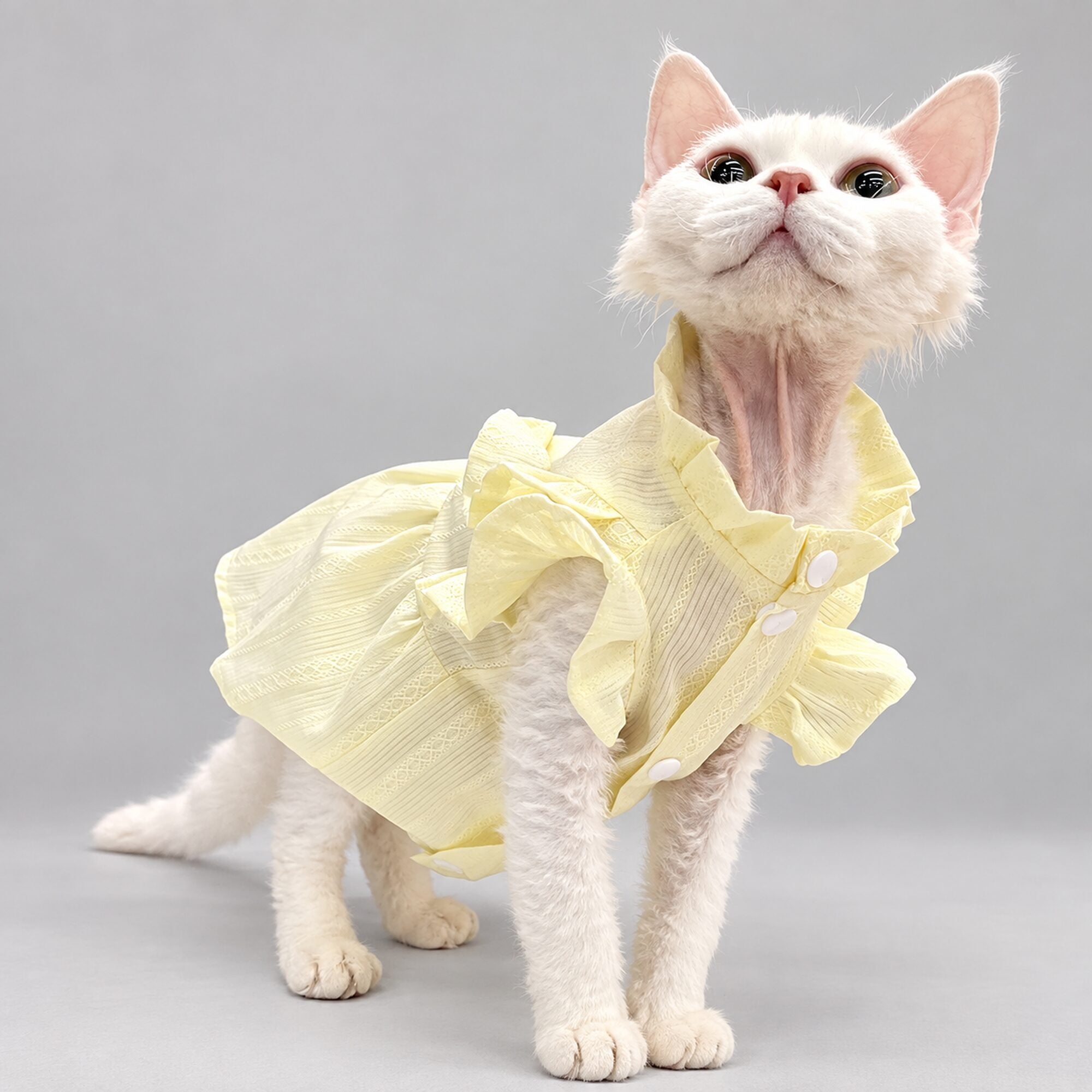 Cream Yellow Ruffle Cat Dress