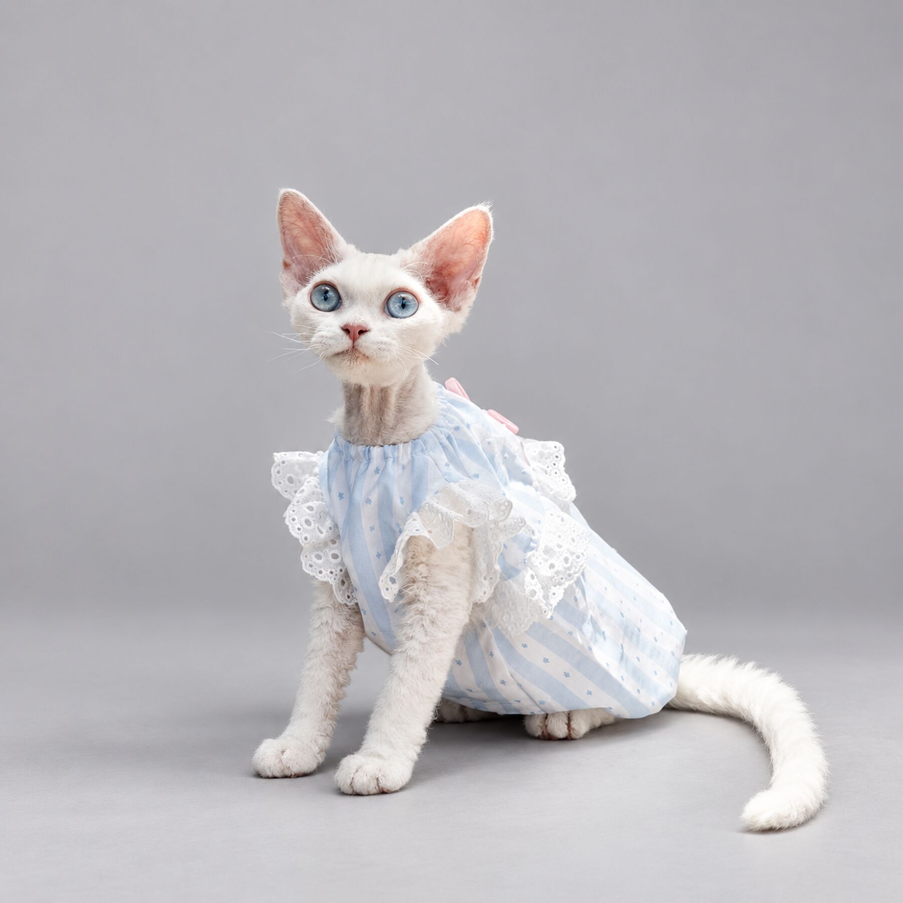 Light Blue Lace Cat Dress