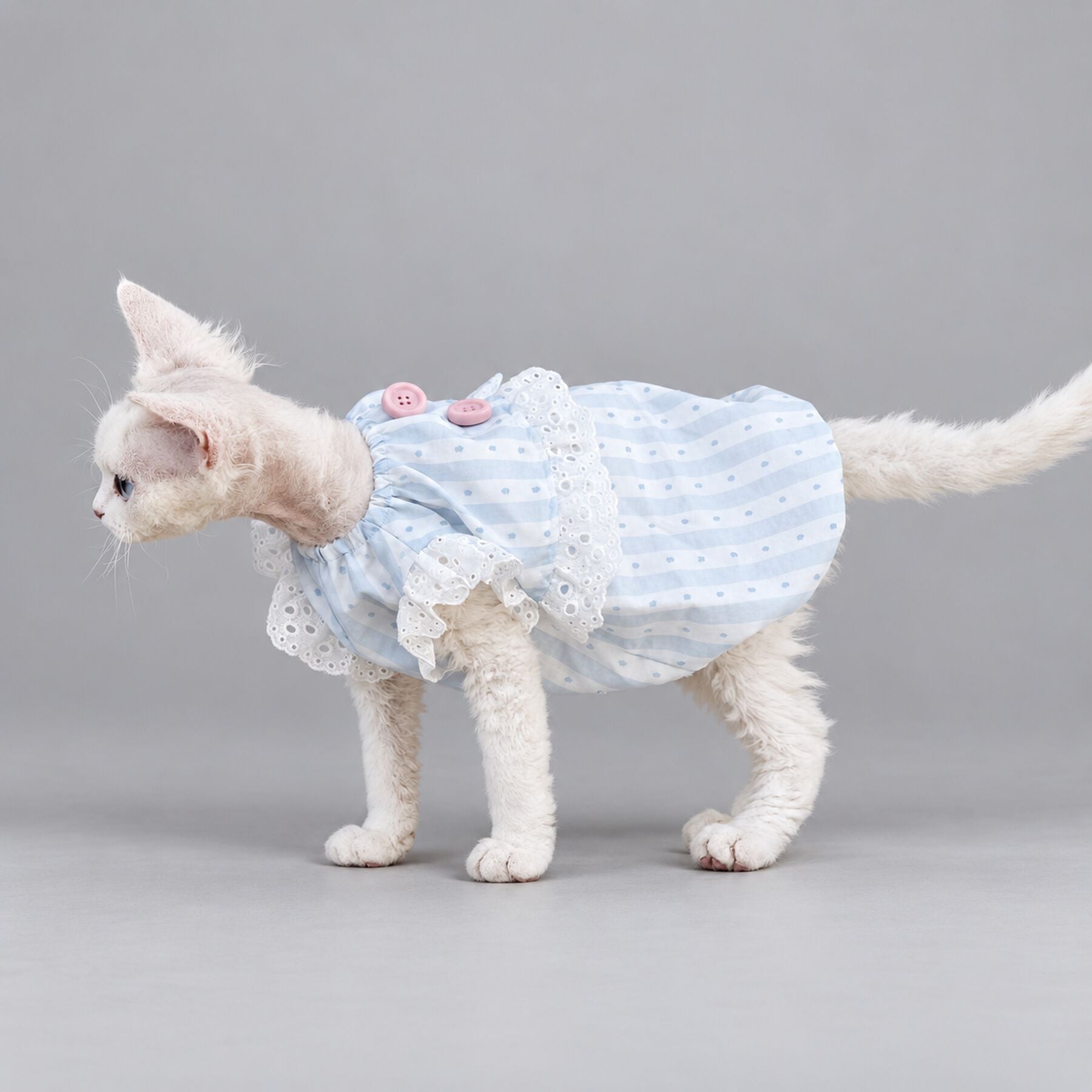 Light Blue Lace Cat Dress