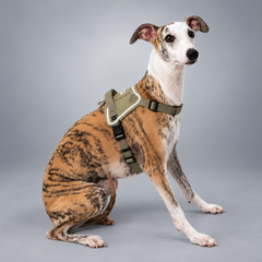 EaseForm™ Harness & Bungee Leash Set