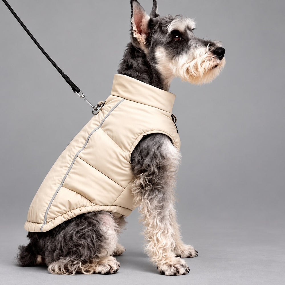 Schnauzer wearing the Soft Beige winter puffer vest, with a leash clipped to the back D-ring.