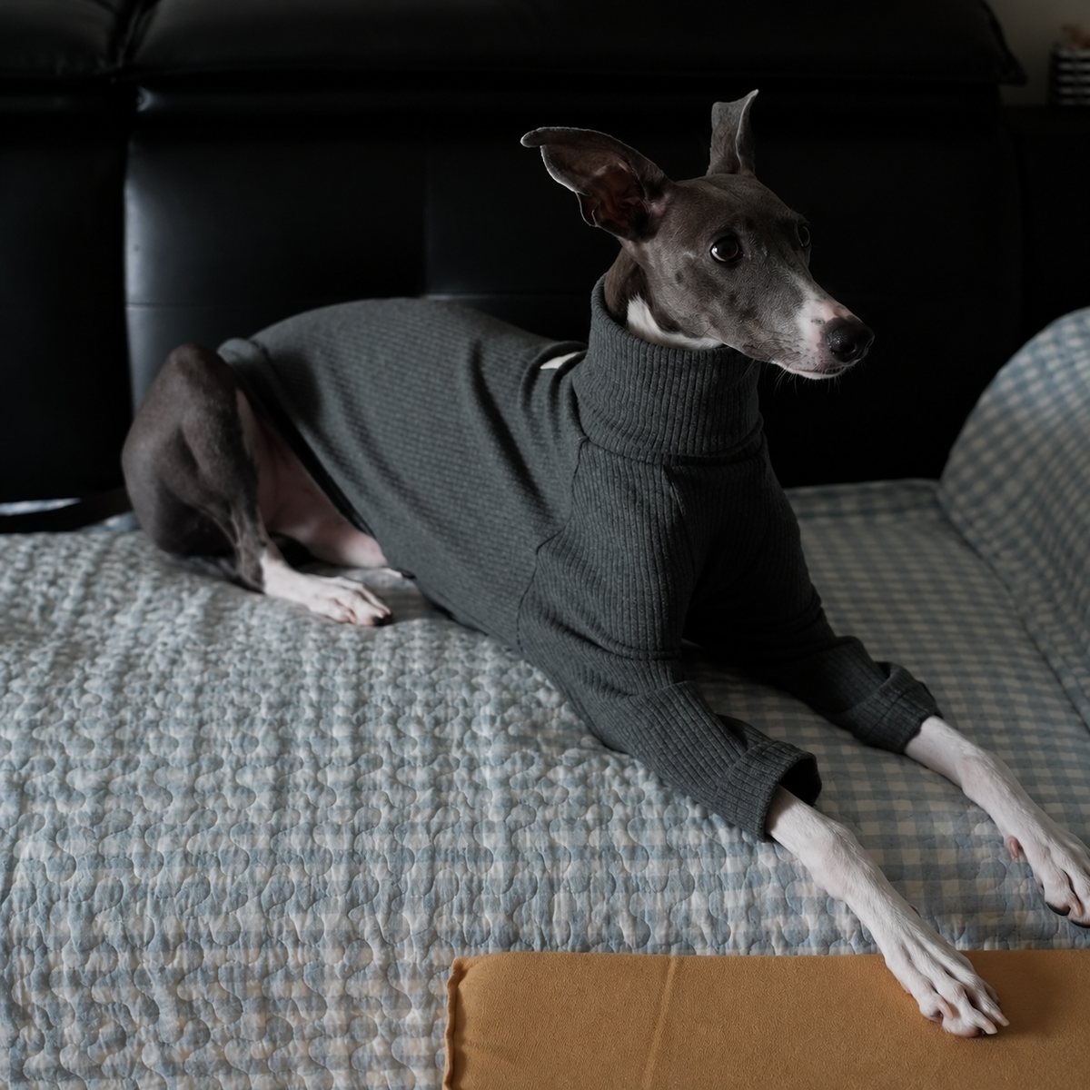 Italian Greyhound resting on a sofa in a charcoal gray high-neck shirt.