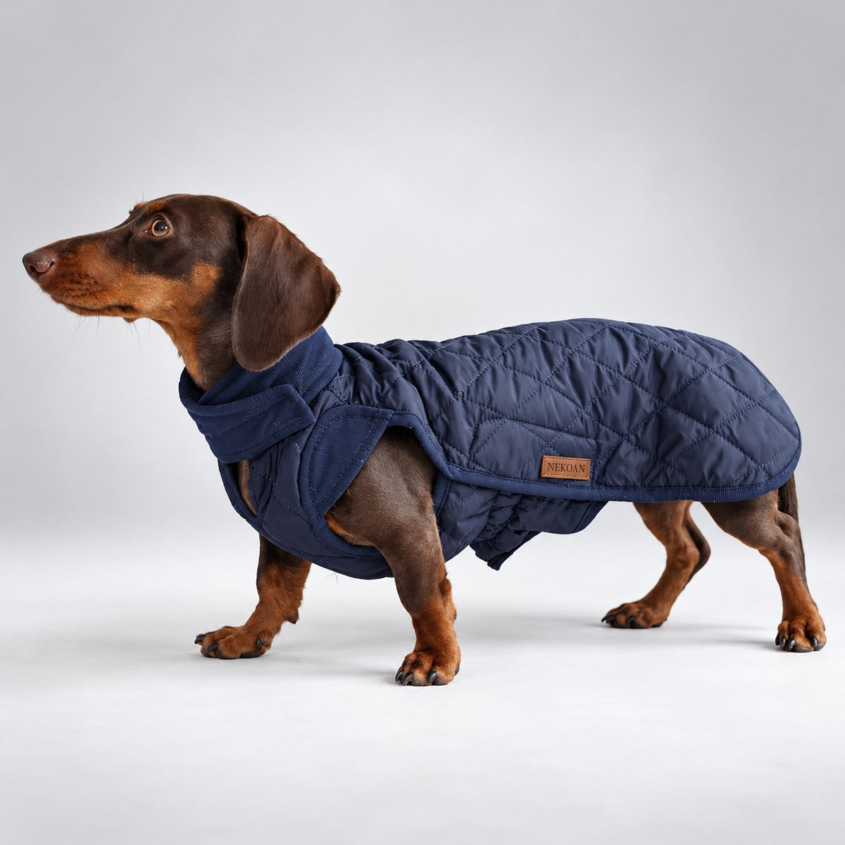 Dachshund standing in the Navy Blue quilted coat.