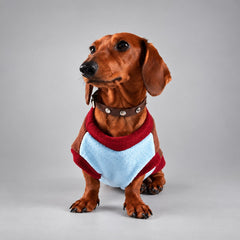 Dog wearing the Royal Blue colorblock fleece-lined sweatshirt, seated facing the camera.