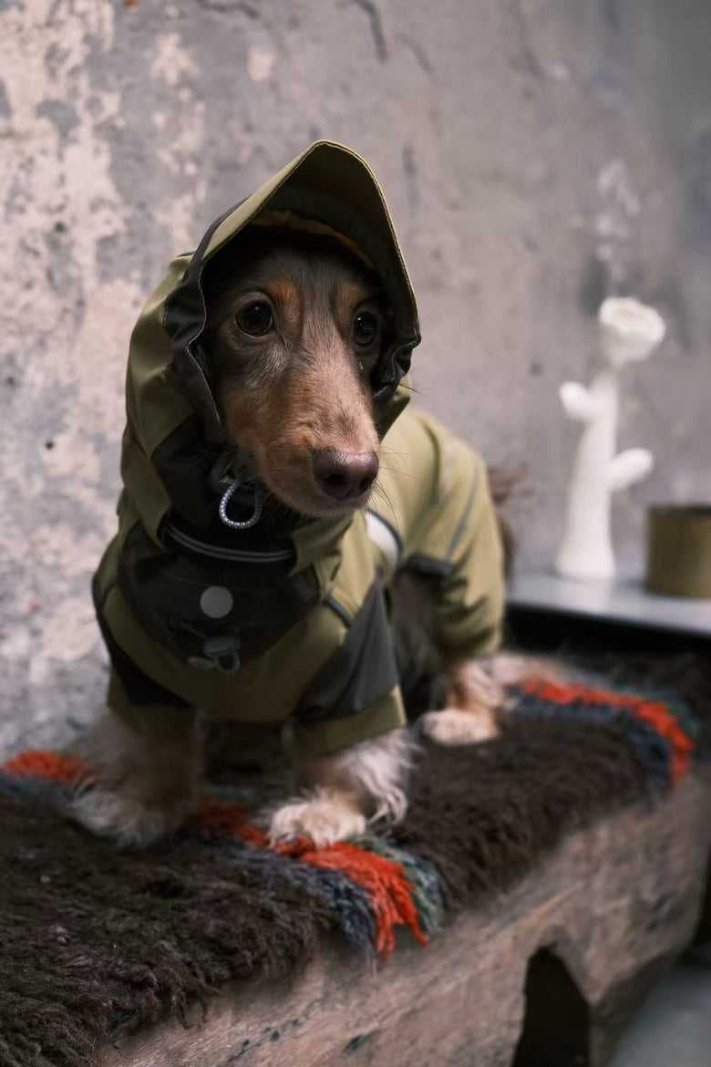 Dachshund wearing an olive green hooded raincoat on a wooden bench beside a grey wall.